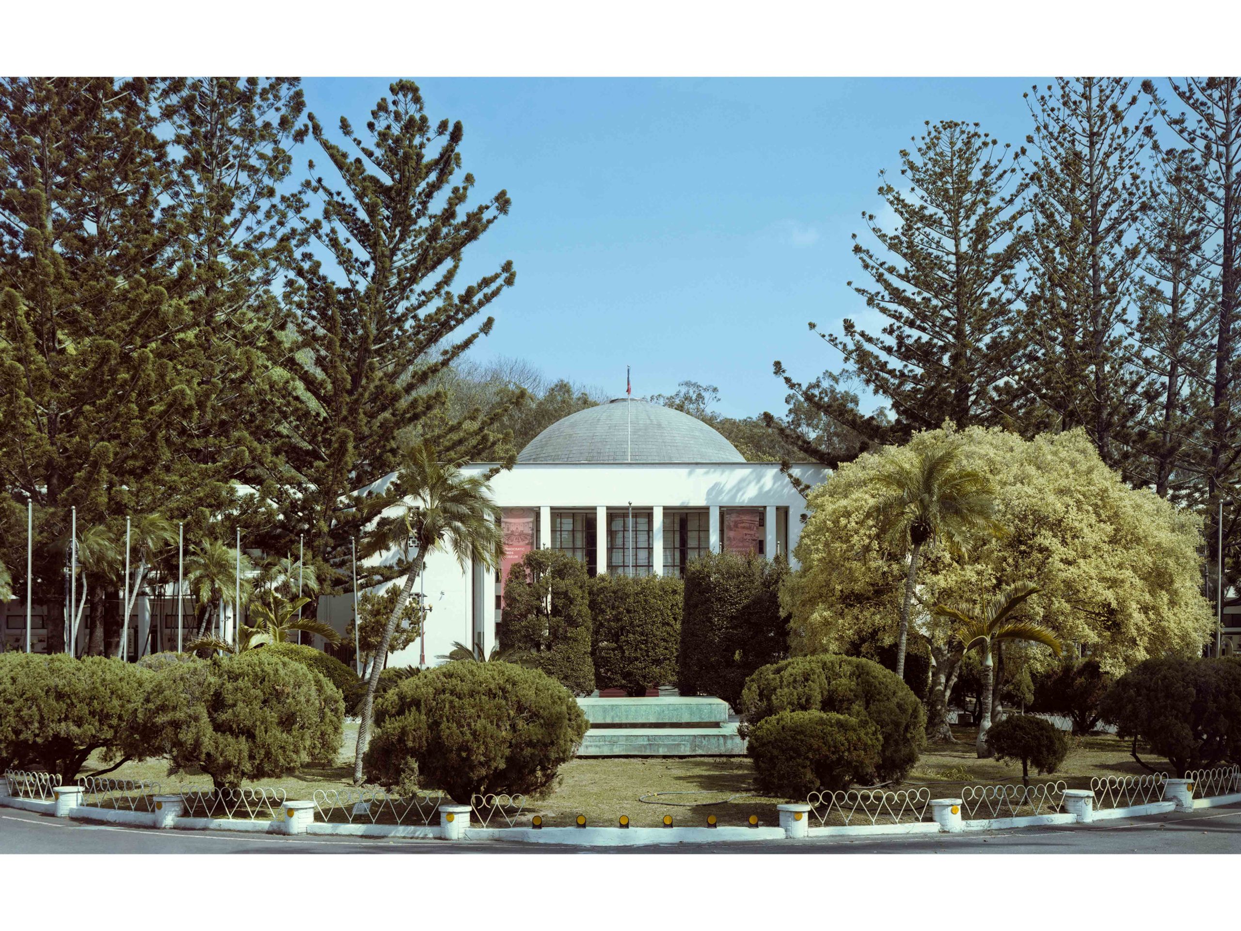 Che-Hsi Kuo, Colonial Pine. ©Che-Hsi Kuo